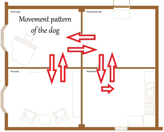 Movement pattern of the dog